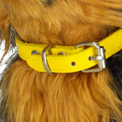 Interaktivní pes York