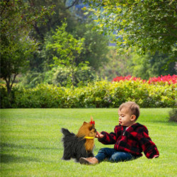 Interaktivní pes York