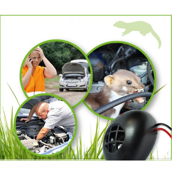 co kuny dělají autu